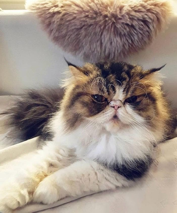 Flausch
